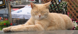 nom-de-chat-celebre-en-S-Stubbs-maire-de-Talkeetna