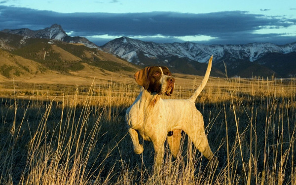 Le chien pointer anglais