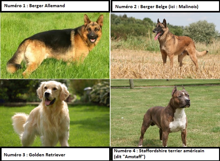 race de chien, les 4 premiers en 2015