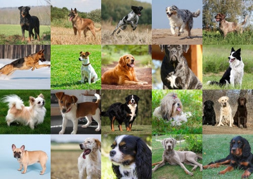 races de chiens de France