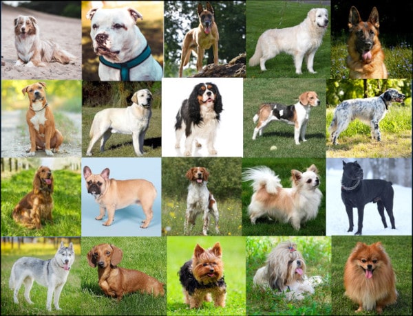 Races de chiens, le top 20 en 2020