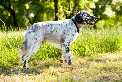 setter anglais blanc et noir