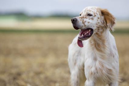 setter anglais blanc et orange