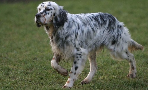 setter anglais ou english setter