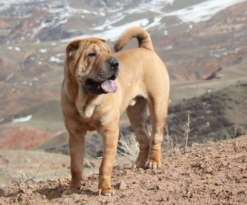 shar pei chien