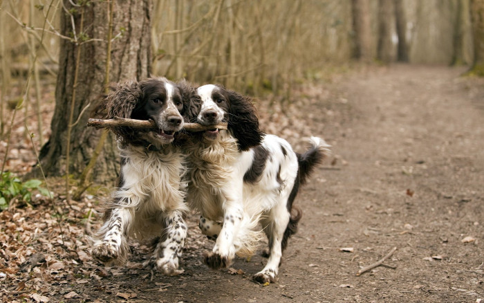 springer-anglais-ou-english-springer-spaniel-chien