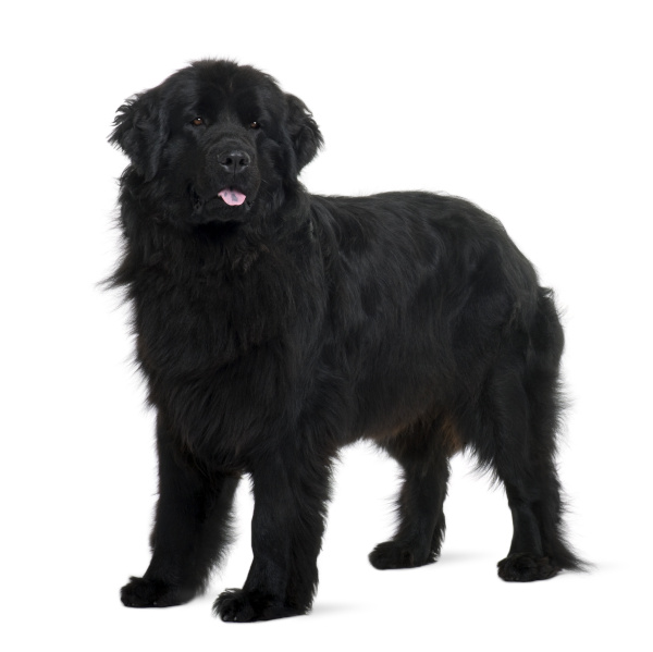 chien terre-neuve ou newfoundland