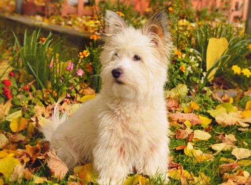 le westie, nom familier de la race de chien west highland white terrier