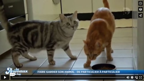 Faire garder son chat à Paris, les Animaux de la 8 sur C8