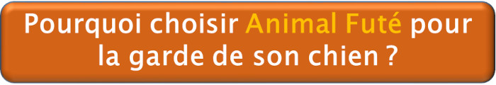 Pourquoi choisir Animal Futé pour la garde de son chien ?