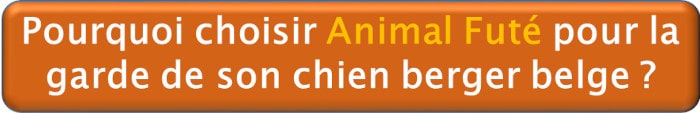 Pourquoi choisir Animal Futé pour la garde de son chien berger belge ?