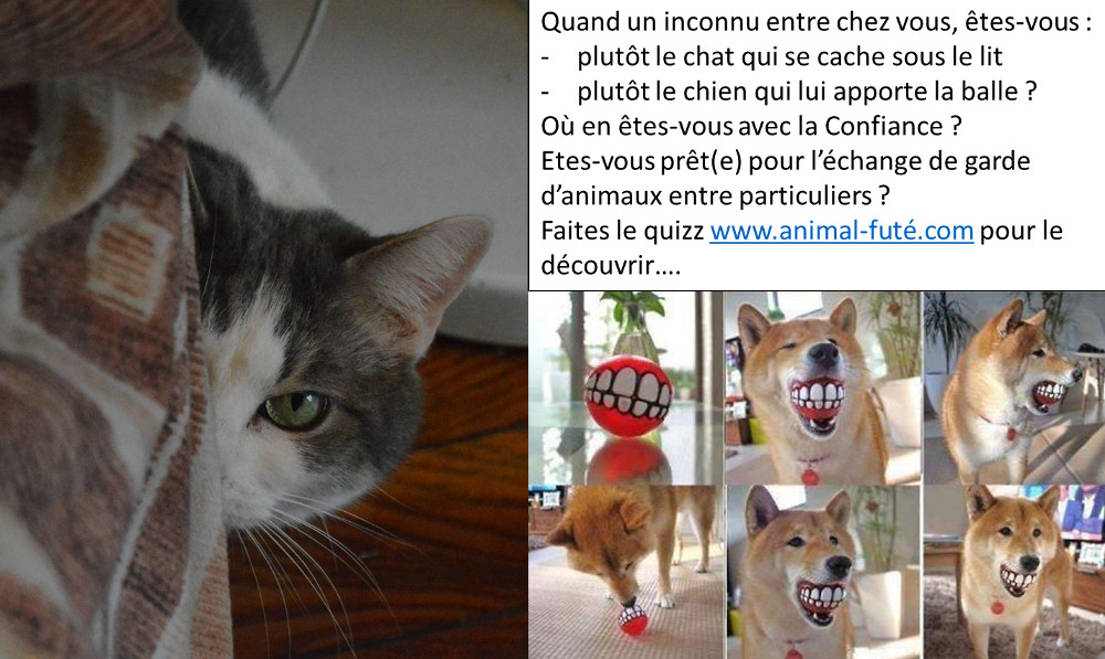 confiance-chat-chien-echange-garde-entre-particuliers