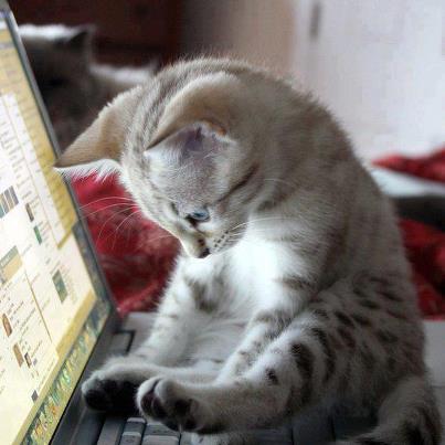 chat-au-clavier.jpg