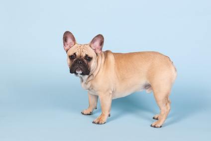 Bouledogue Français Tout Sur Cette Race De Chien Animal Futé