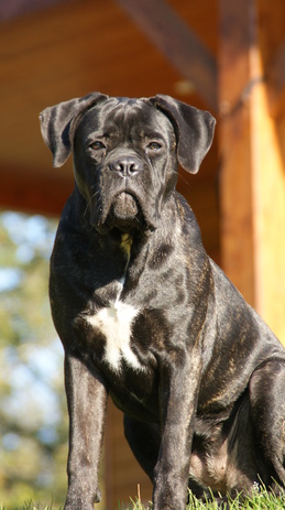 Le Cane Corso Chien De Cour Italien Animal Futé