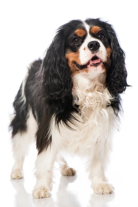 Le Cavalier King Charles Tout Sur Cette Race De Chien