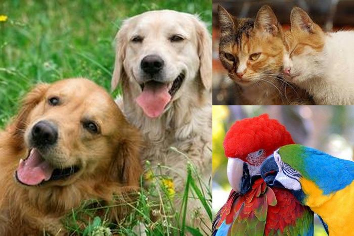 Garde D Animaux A Avignon Echangez Entre Particuliers Animal Fute