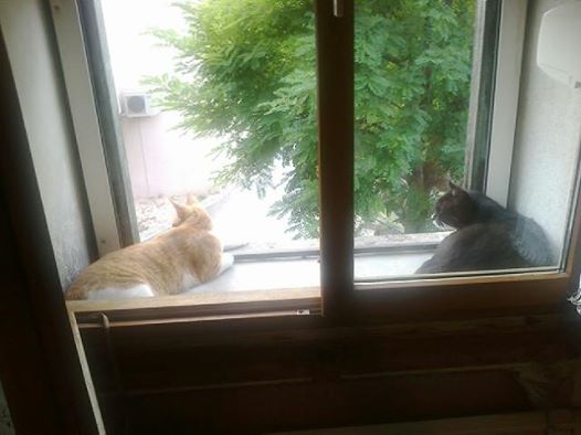 chat lille