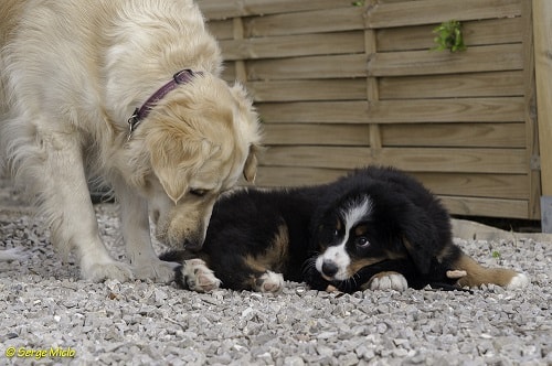 Garde de chien entre particuliers, l'échange : une solution de qualité et économique