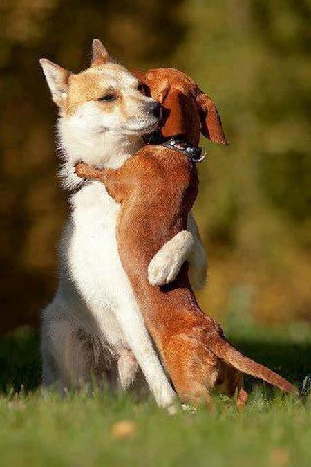 quels sont les animaux de garde