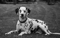 Lucky chien dalmatien soigné par naturopathie