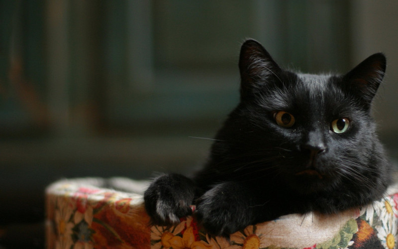 Le Bombay Histoire Et Caracteristiques De Cette Race De Chat Animal Fute Le Bombay Histoire Et Caracteristiques De Cette Race De Chat Animal Fute