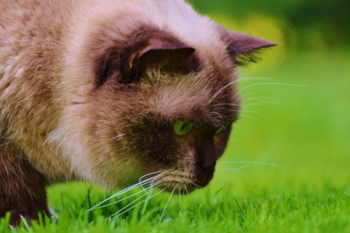 chat british shortair sur pelouse