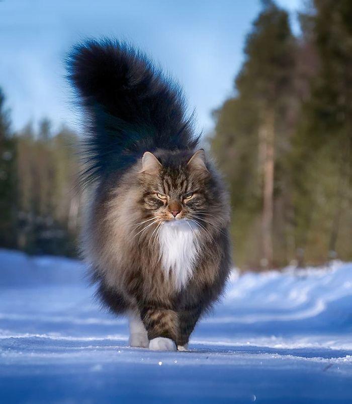 Le Maine Coon L Empereur Des Chats Preferes Des Francais Animal Fute Le Maine Coon L Empereur Des Chats Preferes Des Francais Animal Fute