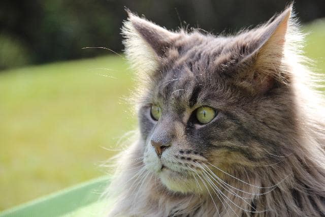 Un chat maine coon aux beaux yeux verts