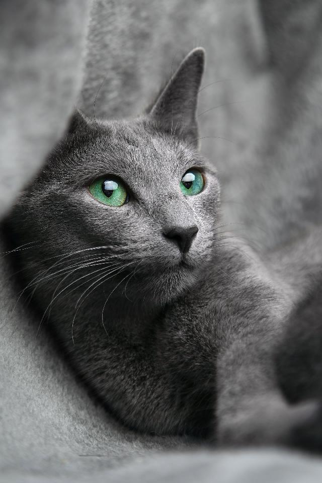 Le Chat Russe Un Chat Superbe Aux Allures De Tsar Animal Fute