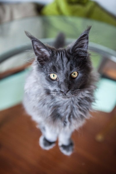 Le Maine Coon L Empereur Des Chats Preferes Des Francais Animal Fute
