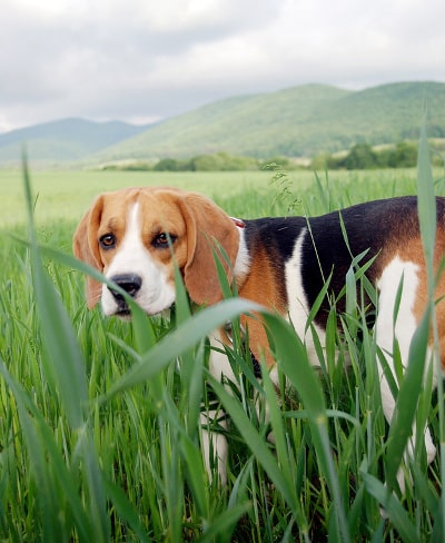 Le Beagle Caractéristiques De Cette Race De Chien Animal Futé