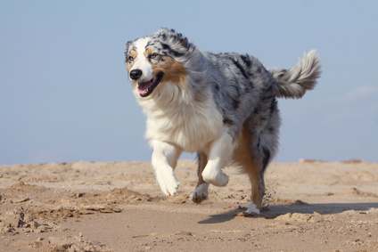 Berger Australien Tout Sur Cette Race De Chien Animal Futé