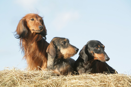Le Teckel Caractéristiques De Cette Race De Chien Animal Futé