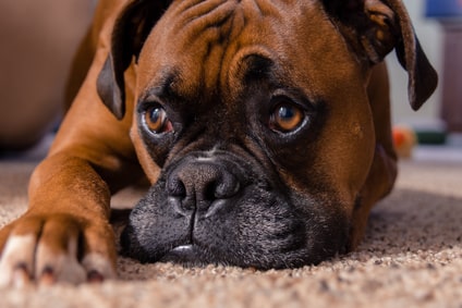 Le Boxer Caractéristiques De Cette Race De Chien Animal Futé