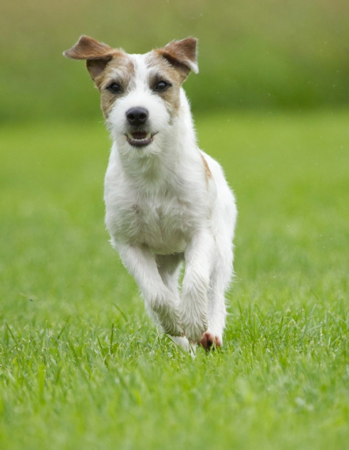 Le Chien Terrier Du Révérend Russell Ou Parson Russell